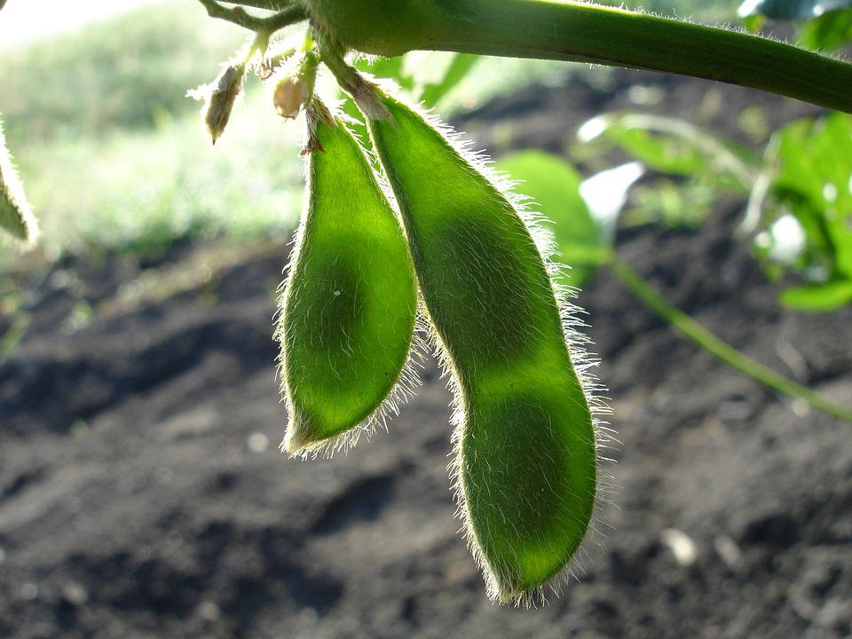 Edamame1